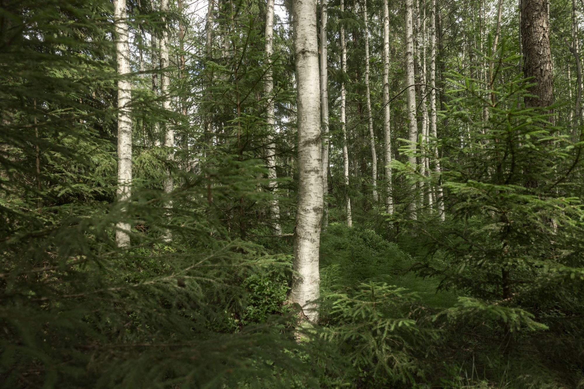 Finnish birch forest