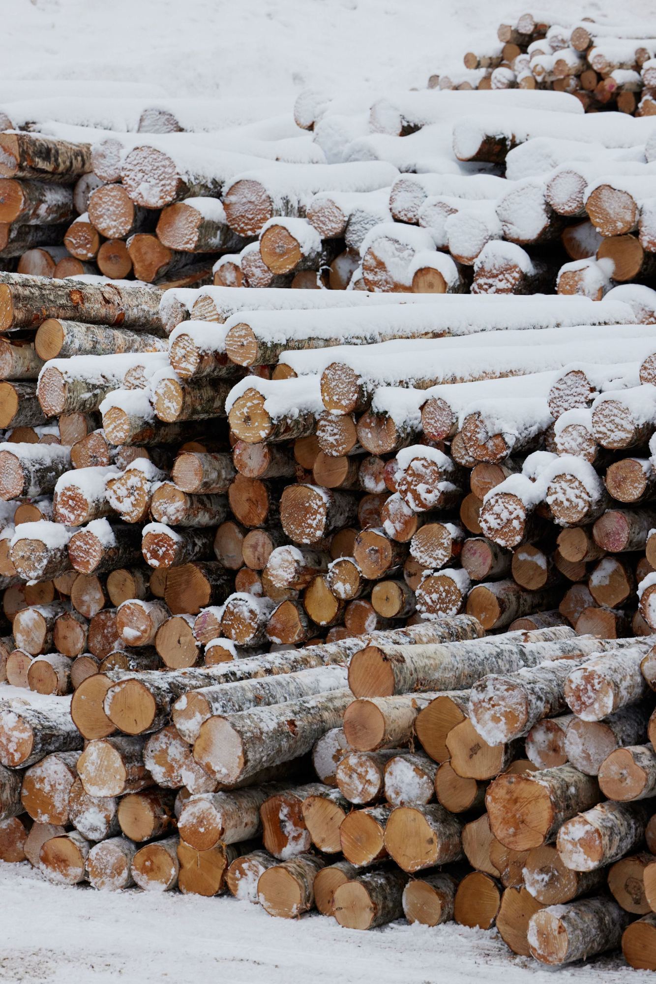 Birch logs, before they become Stool 60